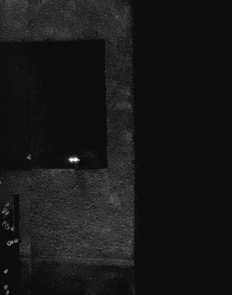 Andrej - Smelly cat 3