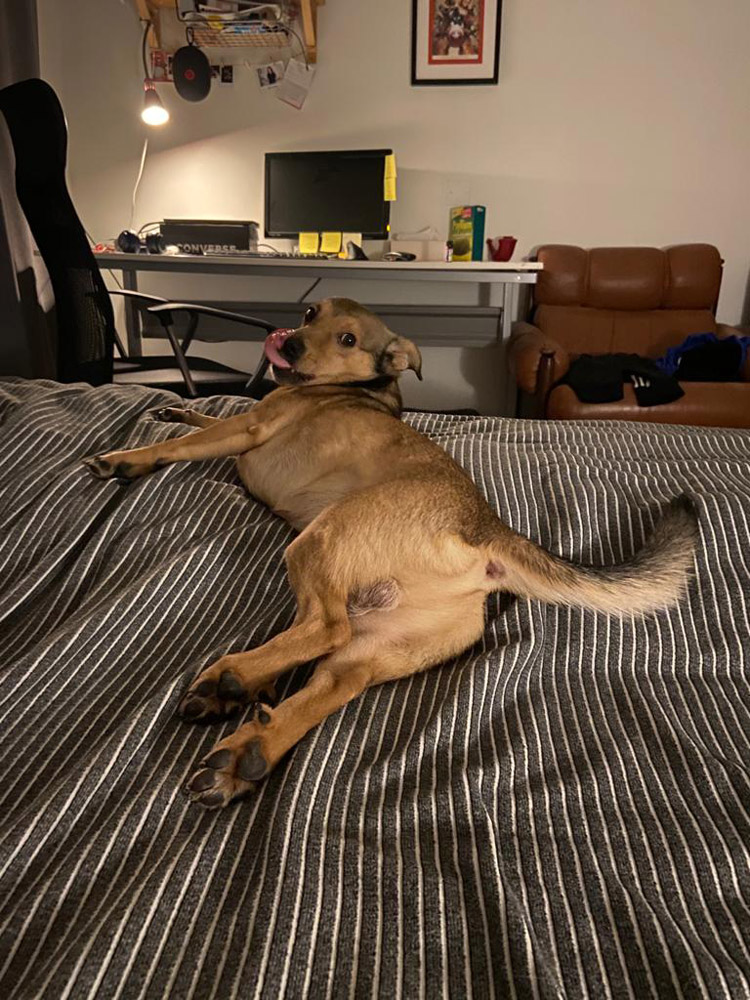 Počas home office som mal problém spraviť si nejaký režim. V októbri som si adoptoval Harryho a odvtedy ten režim mám aspoň v nejakej forme. Navyše som rád, že sa mám o koho starať.