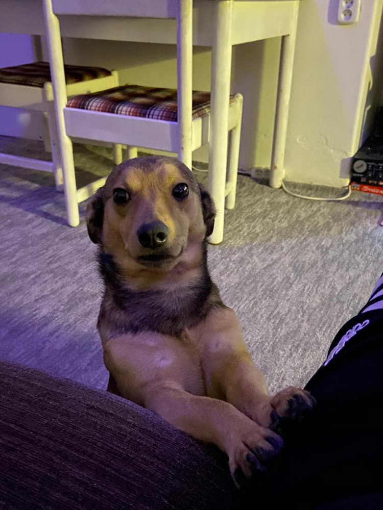 Počas home office som mal problém spraviť si nejaký režim. V októbri som si adoptoval Harryho a odvtedy ten režim mám aspoň v nejakej forme. Navyše som rád, že sa mám o koho starať.