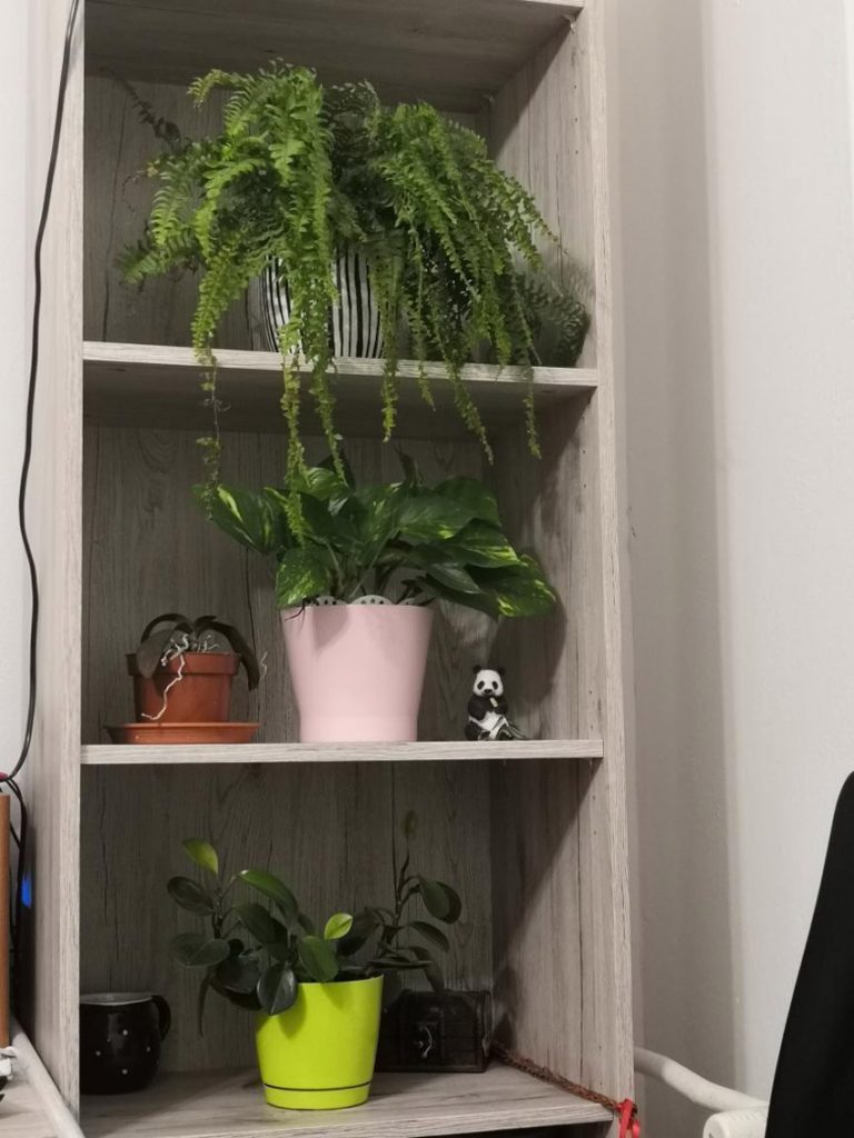 Rastliny v byte